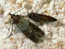 Photo of a small black-colored moth.